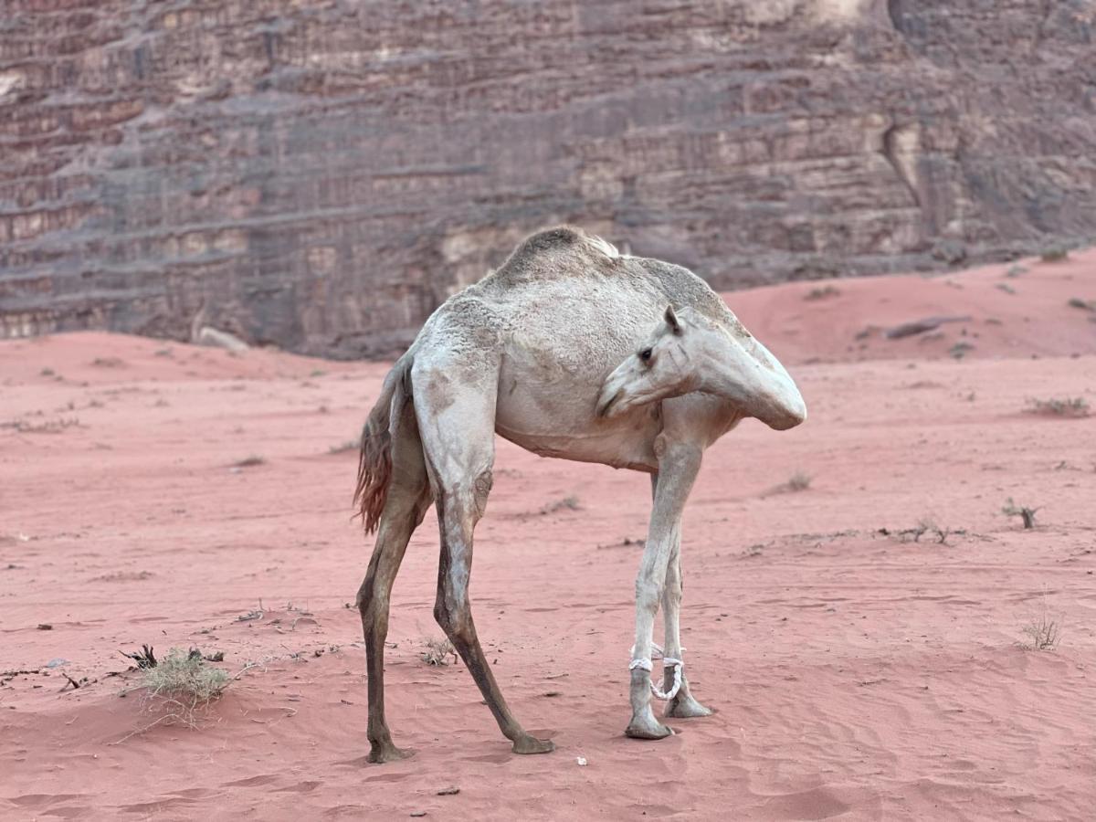 Magic Milky Way Camp Hotel Wadi Rum Exterior photo